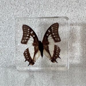 Real Polyura Narcaea Butterfly Clear Resin Block China Nawab Preserved Display